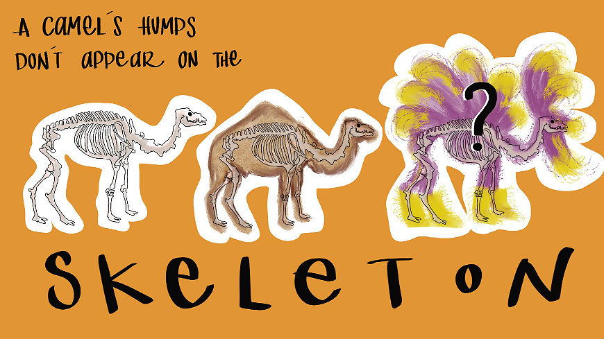 Marker: a camel’s humps don’t appear on the skeleton